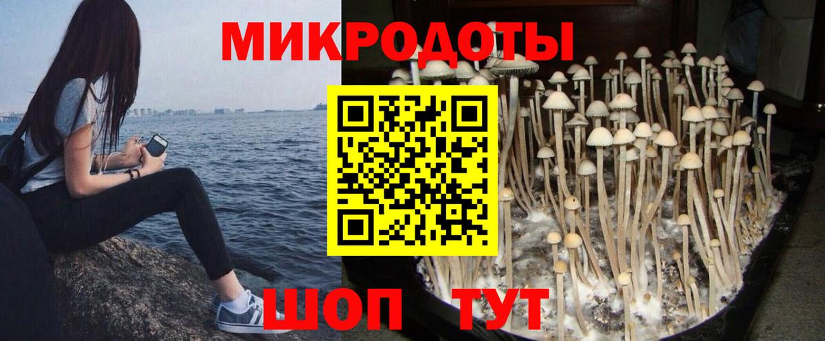 Кубинка  Псилоцибиновые грибы Psilocybine cubensis  Вход с VPN 